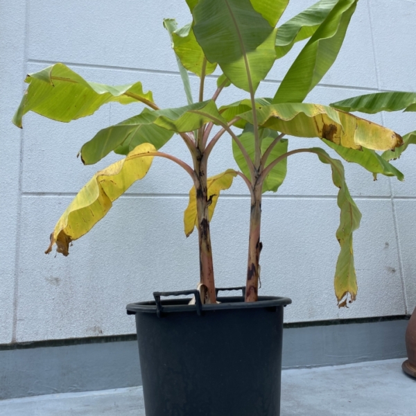 A6857695-9D9A-4503-A3CE-7E62E7146B6C